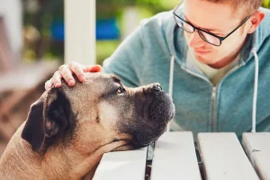 How to care for a terminally ill pet